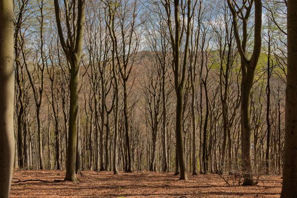 Buchenwald