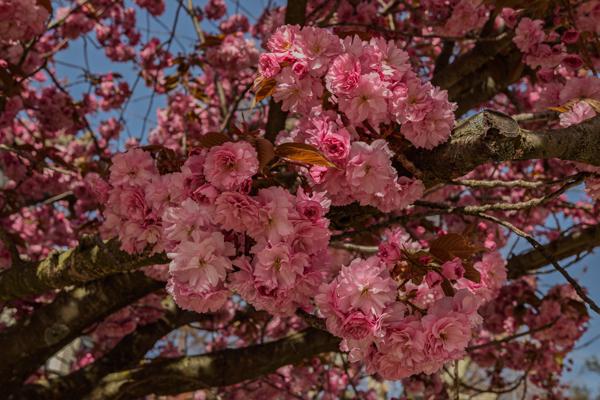 Hanami