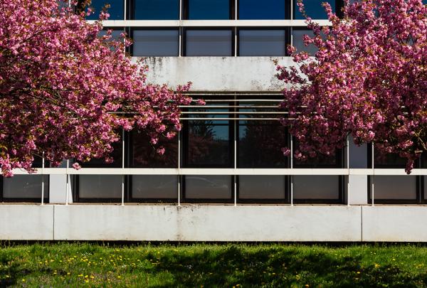 Sakura vor Beton