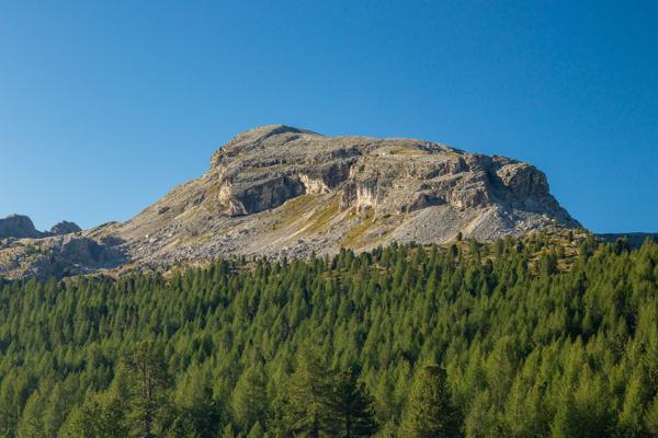 Larici