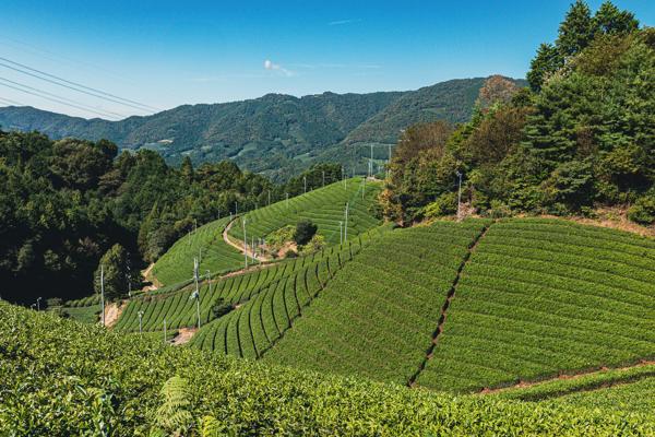 Yabukita Paradise I.