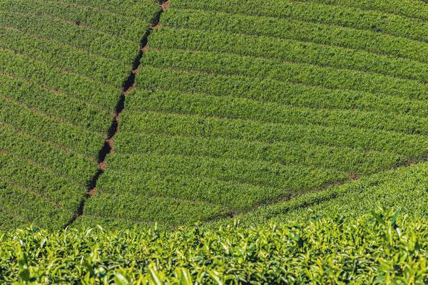 Yabukita Paradise II.