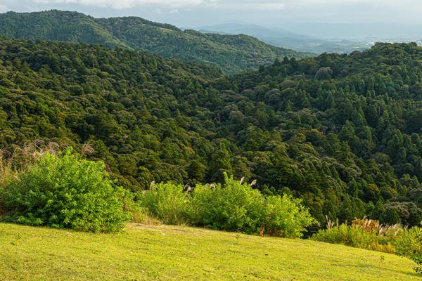 Mt. Kasuga Primeval Forest