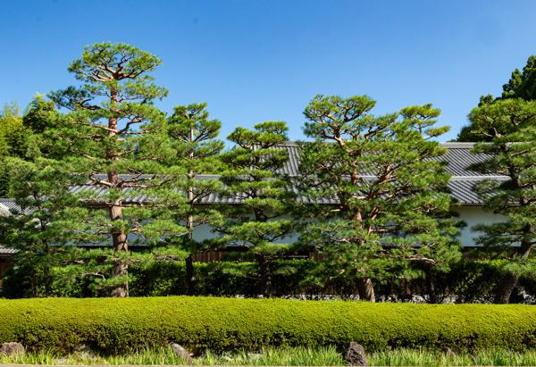 Kafunsho, also known as Japanese Cedar Pollinosis, can cause symptoms similar to hay fever, including sneezing, nasal congestion, runny nose, and itchy eyes. Additional symptoms may include fatigue, headaches, and in severe cases, asthma attacks.