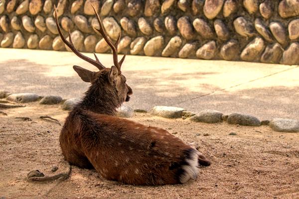 To be a deer in Miyajima