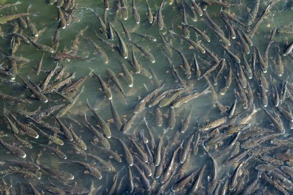 I have always wondered if I could step out of my body would I be a fish out of water or like a school in harmony?