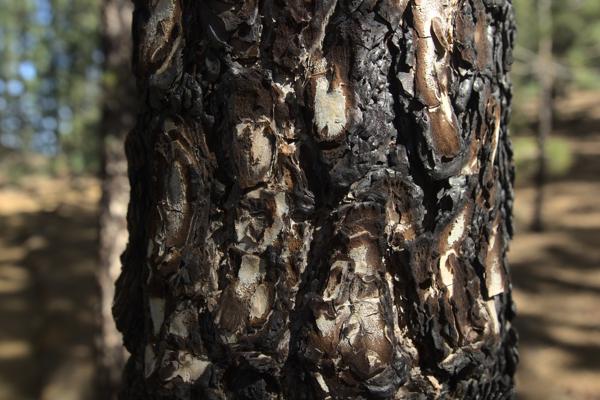 Pinus canariensis