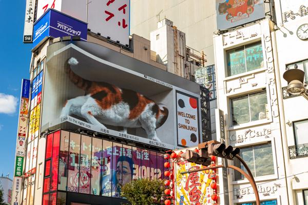Shinjuku Zoom Cat